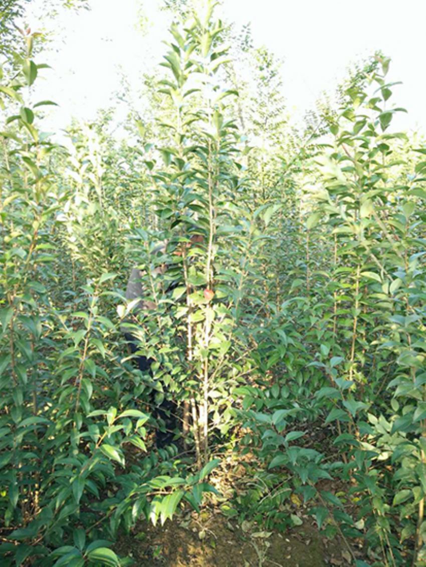 點擊查看詳細信息<br>標題：叢生女貞 閱讀次數：3214